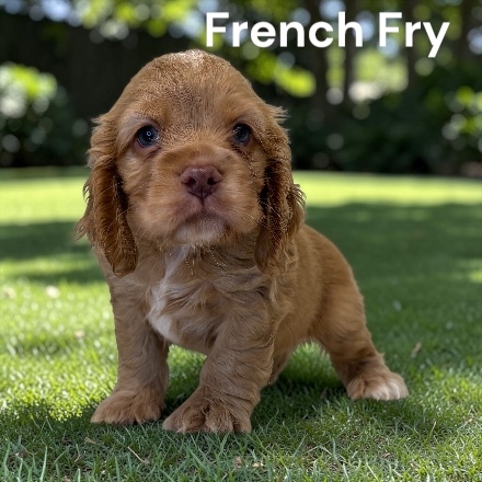 puppy, for, sale, Cocker Spaniel, Joe & Cherri  Overlease, dog, breeder, Miller, MO, dog-breeder, puppy-for-sale, forsale, nearby, find, puppyfind, locator, puppylocator, aca